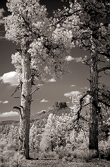 Mesa and Pines South of Canyon De'Chelly, AZ  Dave Hickey
